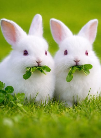 Bunny and Greenery