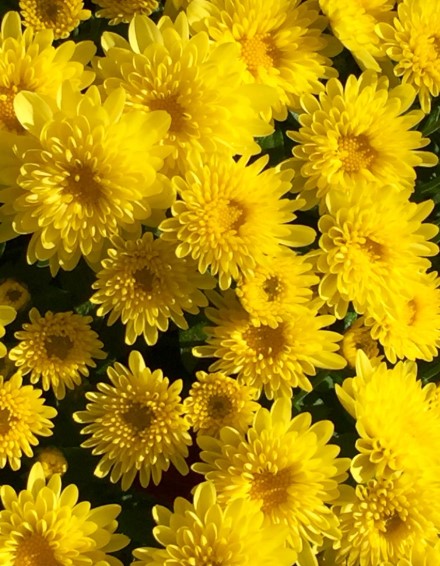 Cheerful Yellow Mums and Ornamental Grasses