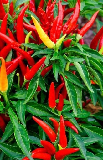 Chili Peppers and Dark Foliage