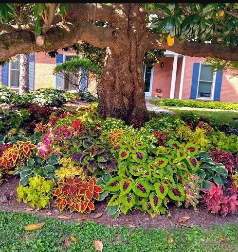 Colorful Coleus and Petunia Extravaganza