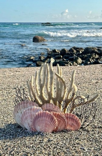 Create a Beachy Vibe with Seashells and Coral