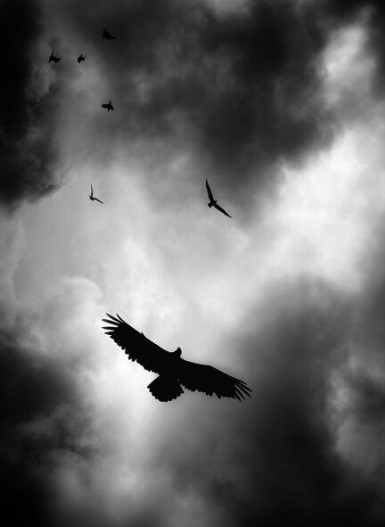 Dark Birds and Moody Details