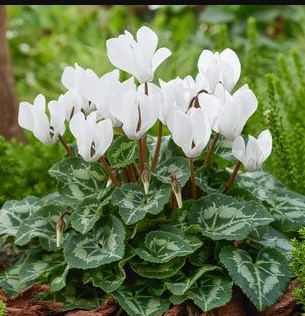 Elegant White Cyclamen and Ivy