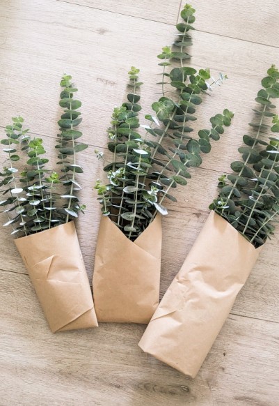 Eucalyptus Plant Bundles