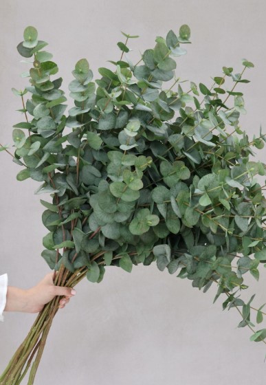 Fresh Eucalyptus Bundles