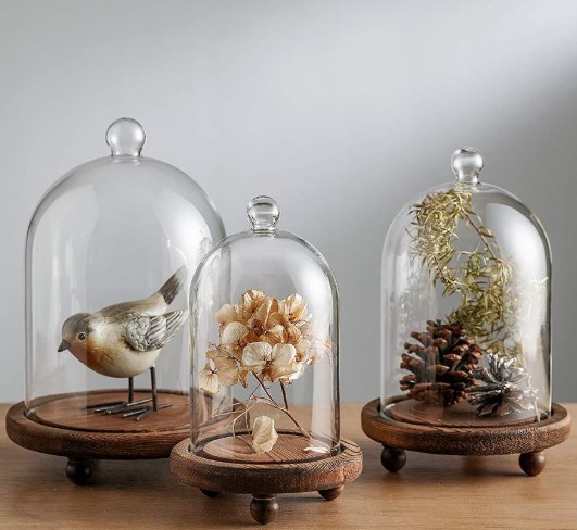 Glass Cloche Displays
