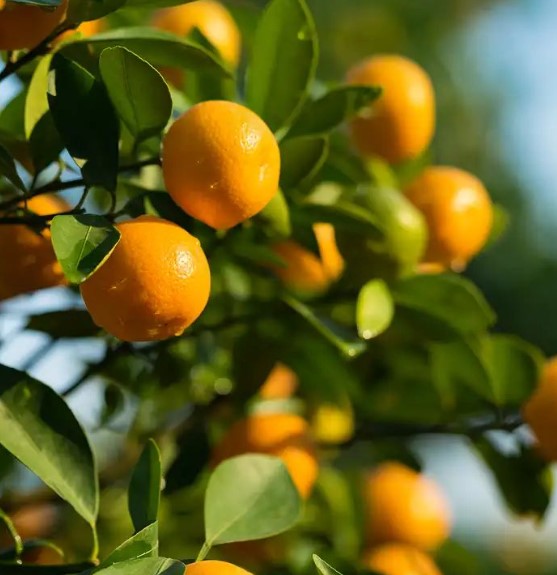  Introduce Citrus Scents