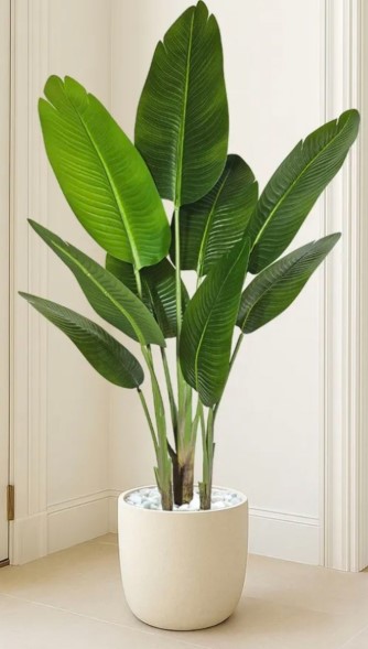 Potted Plants