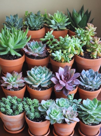  Potted Succulents