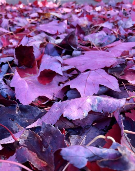 Purple Haze with Autumnal Delights
