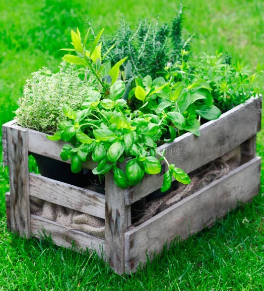 Rustic Wooden Herb Crate