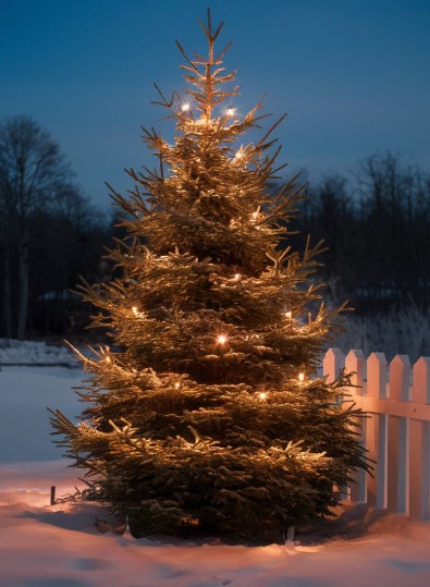 Shiny Trees, Evergreens, Berries, and Lights