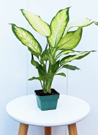 Small Air-Purifying Plants