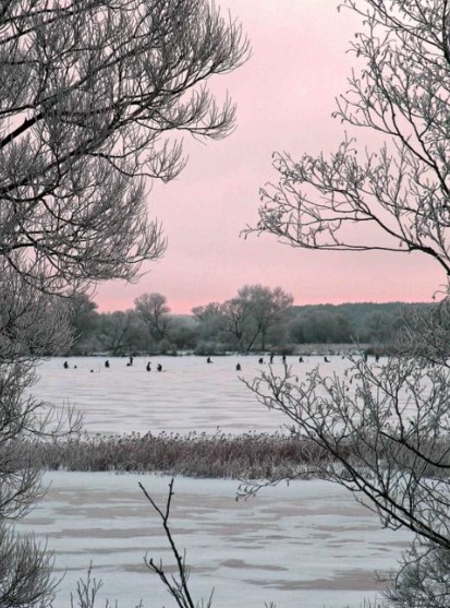 Soft Pink and Gray