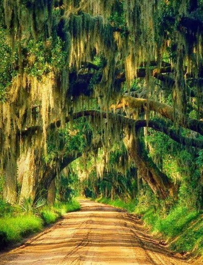 Spanish Moss Mystery