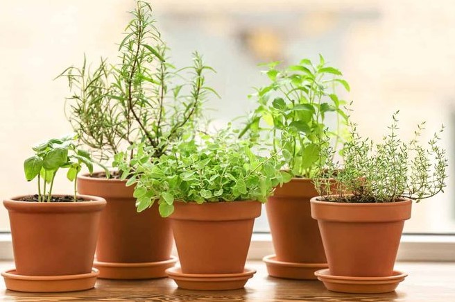 Terracotta Pots for an Indoor Herb Garden