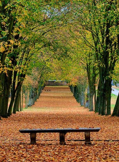 Tree Bench