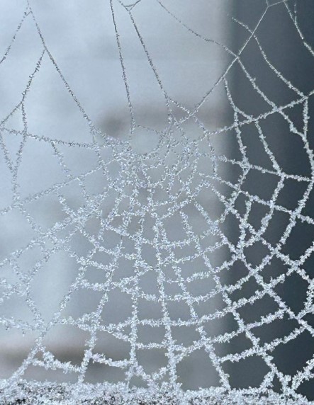 White Spiderwebs with a Chic Twist