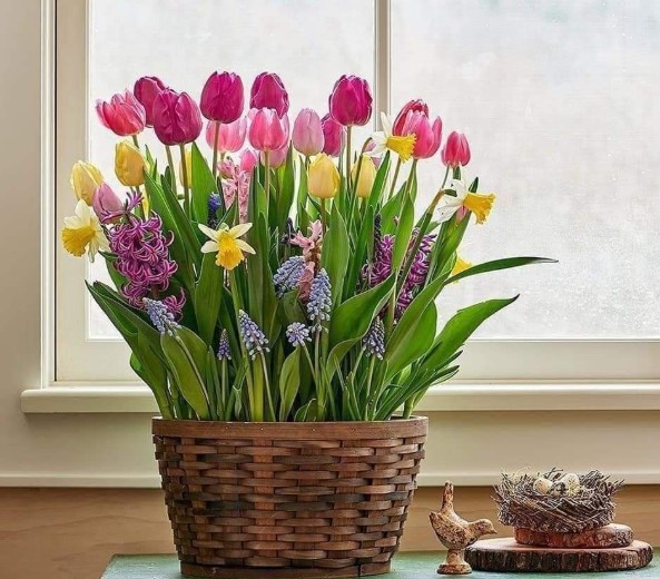 Woven Basket with Potted Bulbs